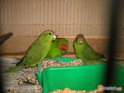 продам самца попугая какарика,  Киев