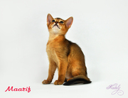 Абиссинские котята - солнечное счастье!!!