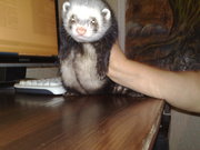 Продам декоративного хорька (фредку). 