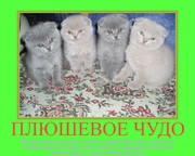 Шотландские плюшевые вислоухие котята.