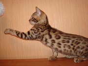 Бенгальские котята