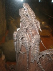 Бородатые агамы молодежь розница и опт