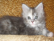 Котята породы мейн-кун! Беларусь 