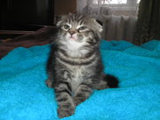 шотландцы редких окрасов