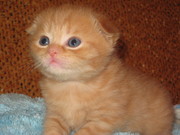 Продаются котята породы  скоттиш-фолд 