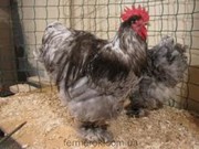 Молодняк Курей (Брама,  орпингтон,  кокинхин,  пуховые и.тд.)