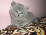 Продам шотландского страйтового котенка