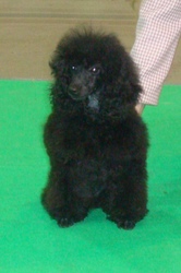 Подрощенный мальчик черного карликового пуделя