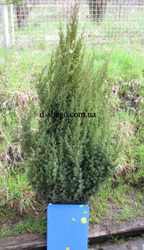 Можжевельник,  можжевельник купить 