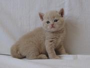 Шотландский котенок редкого окраса