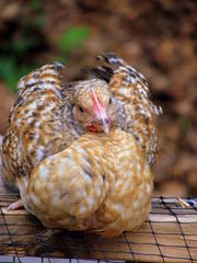 цыплят Редбро,  Мастер Гриз,  Гриз Бар,  Испанка,  утка Мулард (Мулатка) 