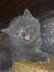 шотландские вислоухие и британские плюшевые