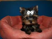 продам йоркширского терьера