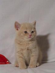 Шотландский плюшевый котенок