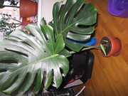 неприхотливая,  здоровая монстера в составе 3 и больше листов ищет себе