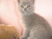 Шотландские страйтовые котята