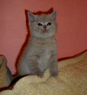 Продам котят шотландской породы