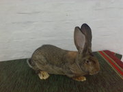 Продам молодняк кроликов пород Бельгийский (Обр, Фландр), белый великан 