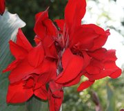 Продаю посадочный материал эксклюзивных канн