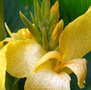 Продаю посадочный материал эксклюзивных канн Cleopatra 