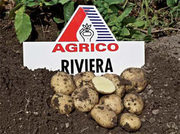 Семенной картофель. Сорт Ривьера!