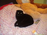 Срочно! Продам кота (шотландского вислоухого)