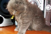 Шотландские вислоухие котята