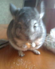 Продам шиншиллу