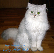 Приглашаем на вязку