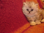 Персидские котята
