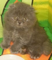 Шотландские вислоухие котята