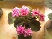 Продам фиалки,  глоксинии