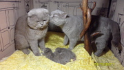 Шотландские котята(фолд и страйт).