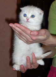 Клубные котята породы Шотландская вислоухая