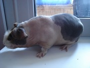 Продаются морские свинки