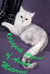 Вязка с британским котом - серебристая шиншилла.