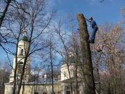 спил деревьев Киев 067 339 35 31,  уборка участка