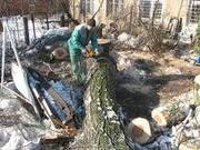 спил дерева 067 339 35 31
