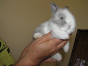 Кролики декоративные,  породы: Английский Мини, 