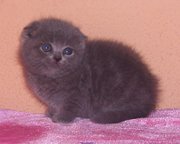 Шотландские и британские котята