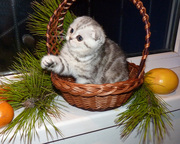 продам кошку БРИТАНКУ ВЕСЛОУХУЮ НА МРАМОРЕ 3 МЕС, ДОБРАЯ И НЕЖНАЯ КОШКА