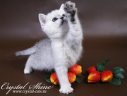 Британские котята SHOW класса