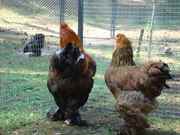 Продаю семью кур брама куропатчатая