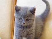 Продаю  голубого Британского котенка