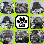 Продам элитных щенков хорька/фретки хорьёк/фретка