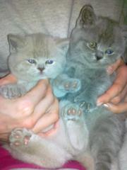 Шотландские страйтовые котята