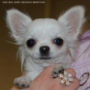 ЩЕНКИ ЧИХУАХУА