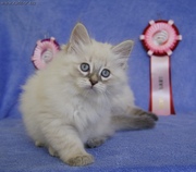 Невские маскарадные котята