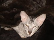 Ориентальный серебристый котенок