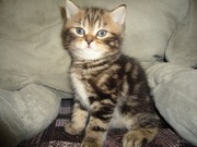 Британские котята